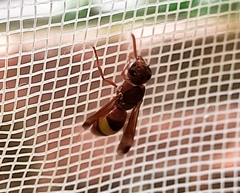 Antodynerus flavescens