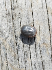 Haemaphysalis longicornis