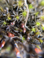 Schistidium apocarpum