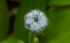 Eriocaulaceae