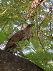 Gorsachius melanolophus