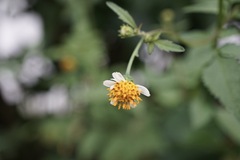 Bidens pilosa minor