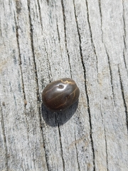 Haemaphysalis longicornis