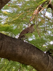 Gorsachius melanolophus