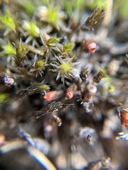 Schistidium apocarpum