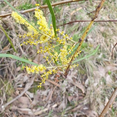 Acacia mucronata longifolia