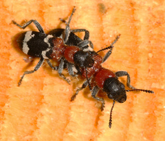 Thanasimus formicarius