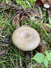 Lactarius pyrogalus