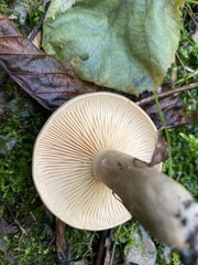 Lactarius pyrogalus
