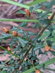 Pultenaea scabra