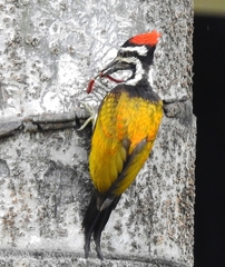 Dinopium benghalense