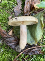 Lactarius pyrogalus