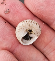 Coelotrochus tiaratus