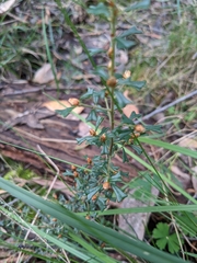 Pultenaea scabra