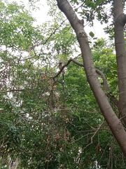 Dendrocitta vagabunda