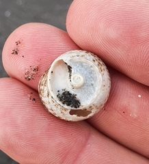 Coelotrochus tiaratus