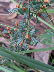 Pultenaea scabra