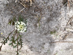 Pimelea