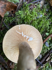 Lactarius pyrogalus
