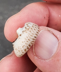 Coelotrochus tiaratus