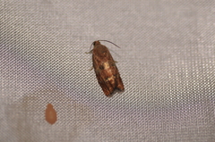 Cydia latiferreana