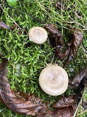 Lactarius pyrogalus