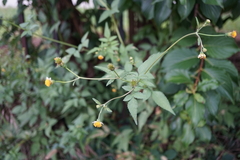 Bidens pilosa minor