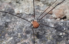 Leiobunum limbatum