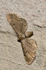 Eupithecia absinthiata
