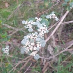 Spyridium parvifolium