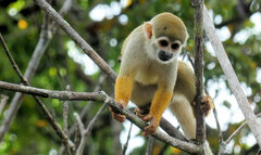 Saimiri sciureus