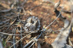 Dicerocaryum senecioides