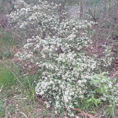 Spyridium parvifolium