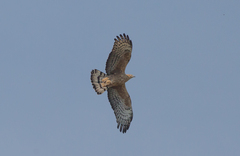 Pernis ptilorhynchus