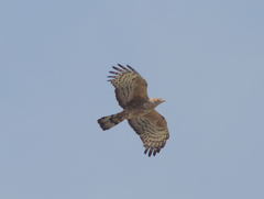 Pernis ptilorhynchus