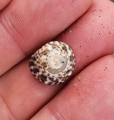 Coelotrochus tiaratus