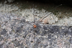 Leiobunum limbatum