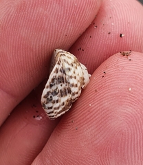 Coelotrochus tiaratus