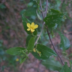Goodenia ovata