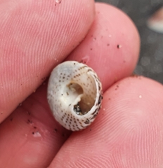 Coelotrochus tiaratus