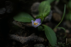 Mazus pumilus
