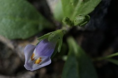 Mazus pumilus