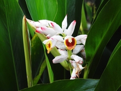 Alpinia zerumbet