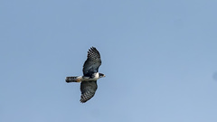 Accipiter melanoleucus