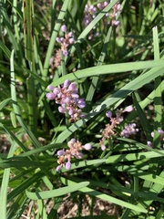 Liriope muscari