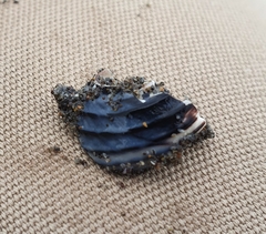 Trochoidea