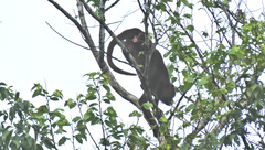 Alouatta