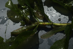 Potamogeton lucens