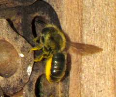 Osmia