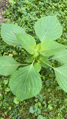 Perilla frutescens